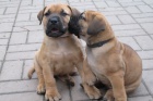 Boerboel - �t���tka s PP